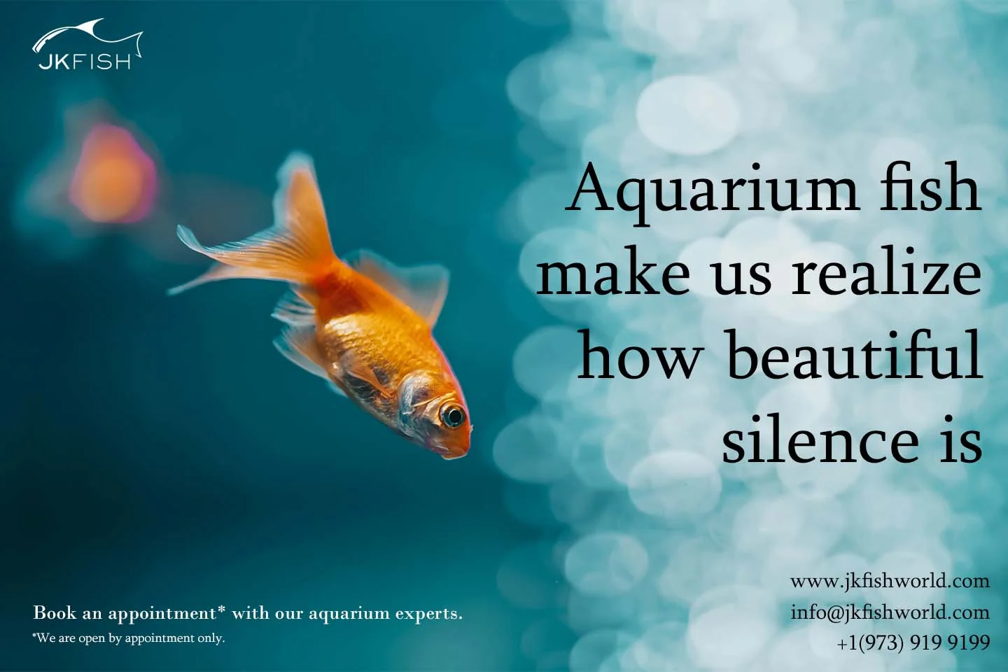 Aquarium fish make us realize how beautiful silence is