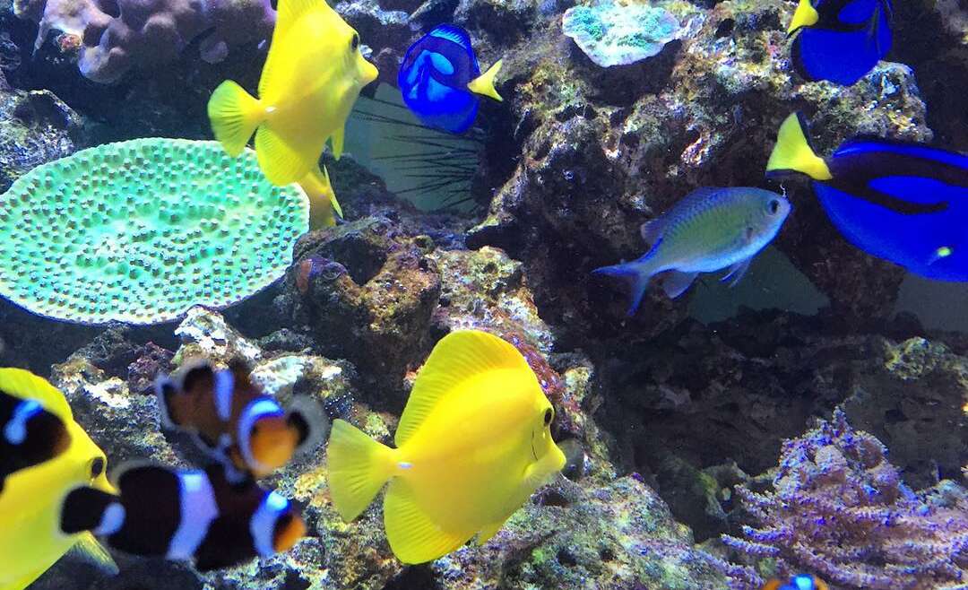 Aquariums could improve your physical and mental well-being