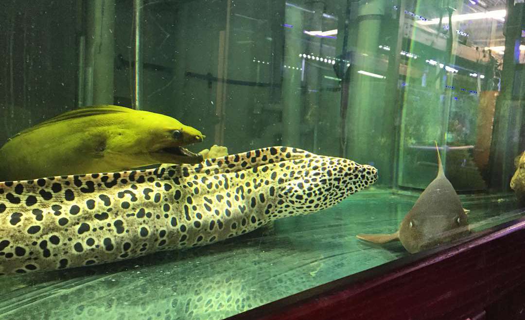 Aquariums for commercial usage