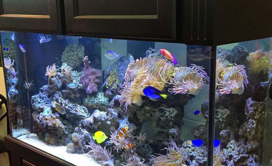 Aquariums In Teaching Future Sustainability Practices?