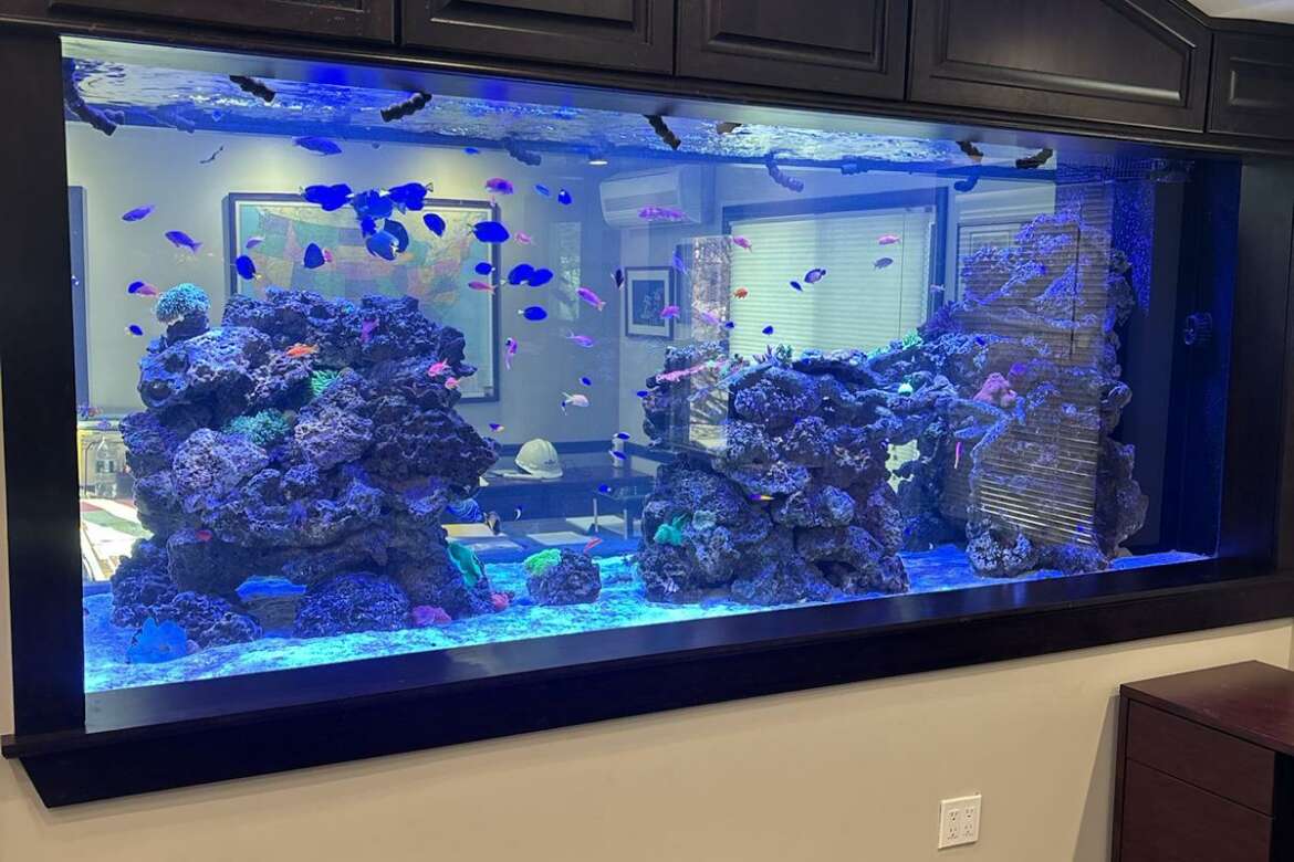 Best Aquarium Tank Size for Beginners in New Jersey: Why the Right Size Matters
