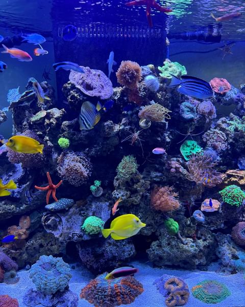 Custom Aquarium 7ft Reef Tank in Westfield