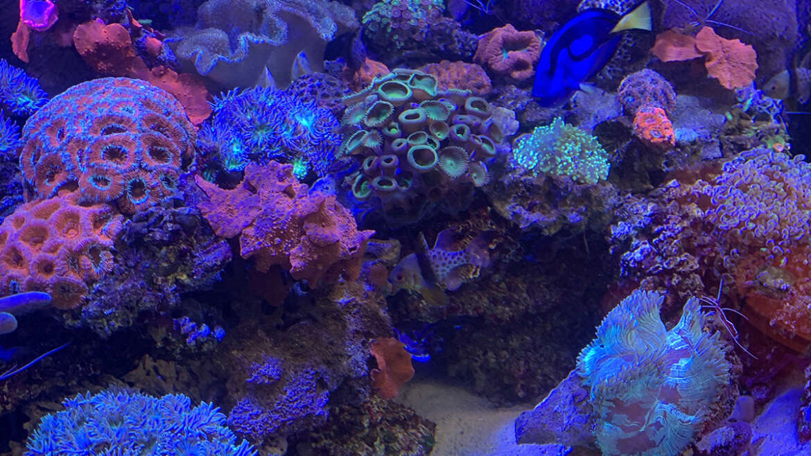 Custom Aquarium And Coral Experts New Jersey