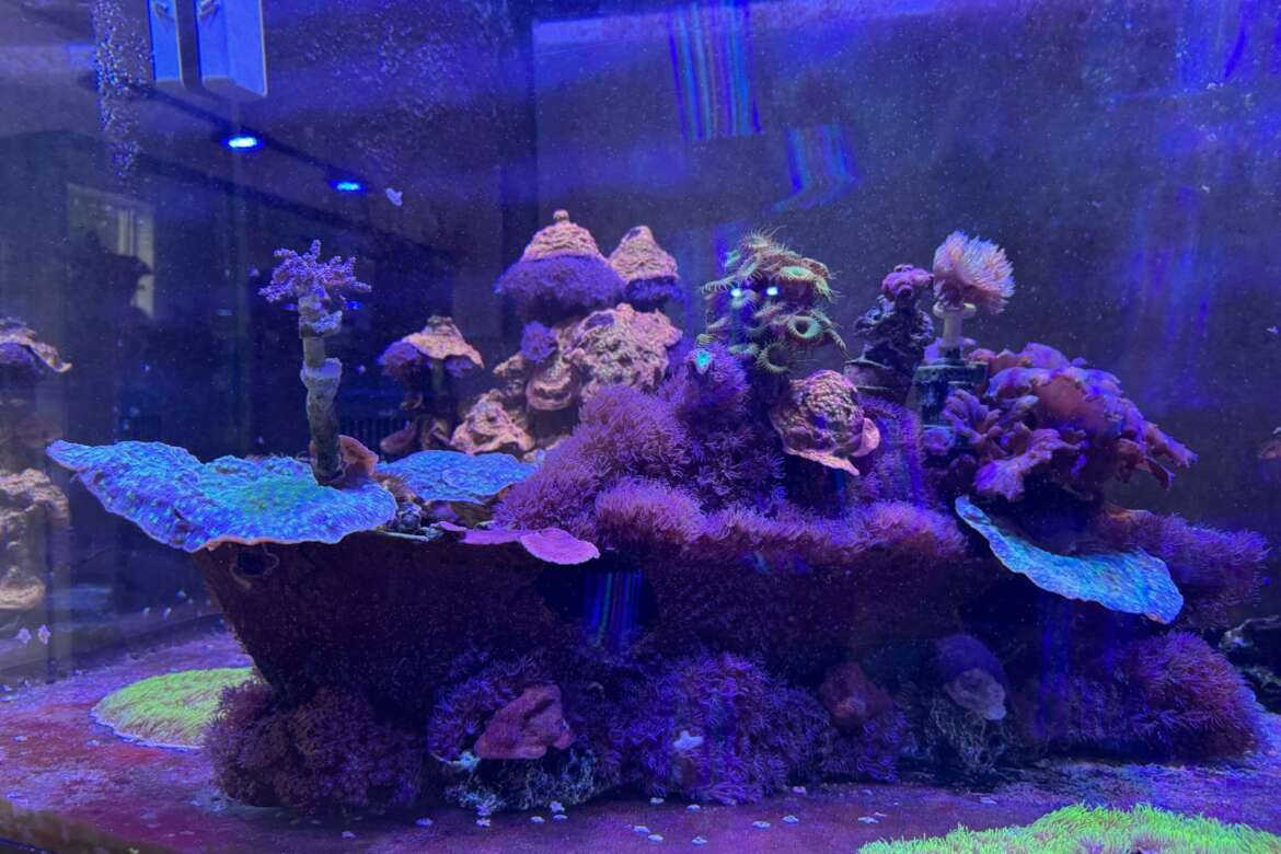 Underwater Beauty | Custom Aquariums by JK-Fish