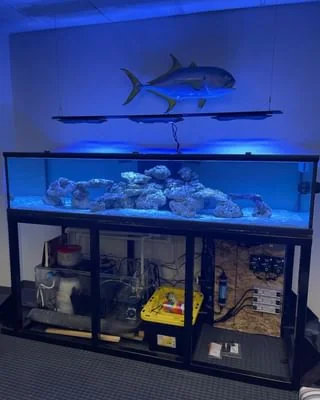 Custom Aquarium 200 Gallon Tank