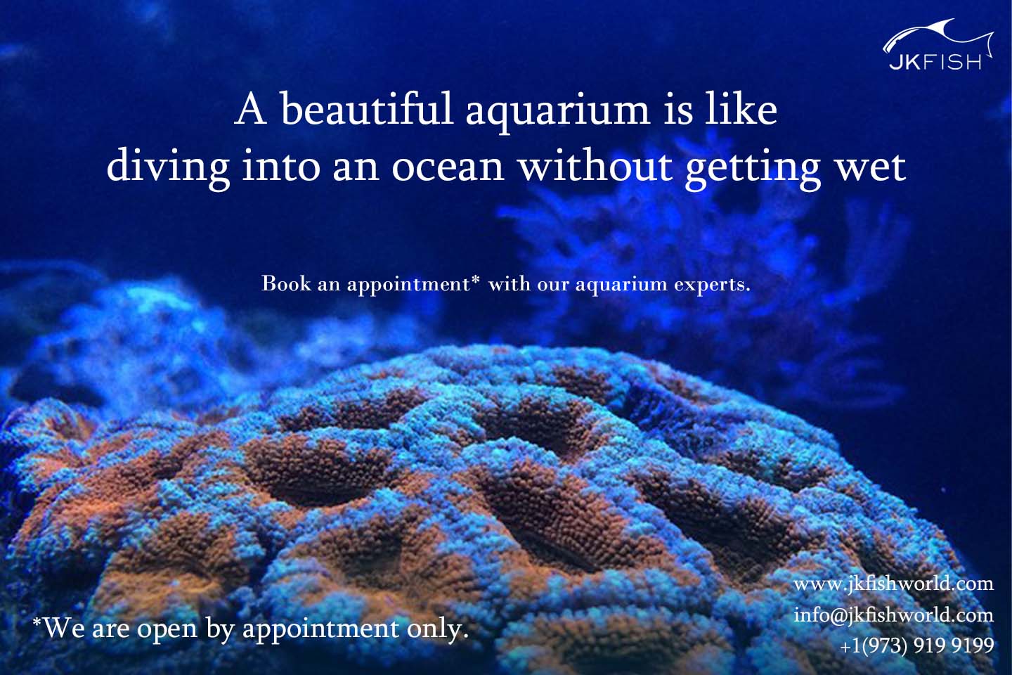 A beautiful aquarium is like diving into an ocean without getting wet