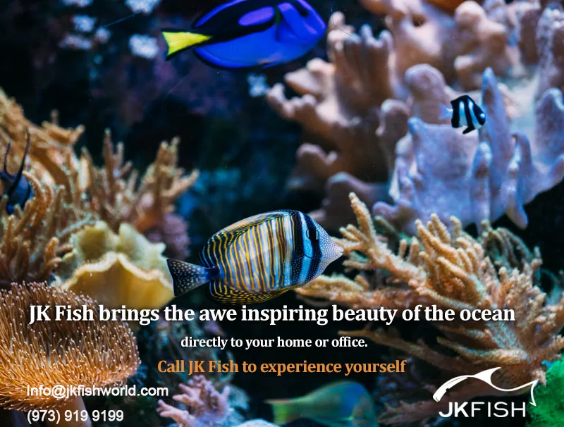 Call JK Fish to Experience Yourself