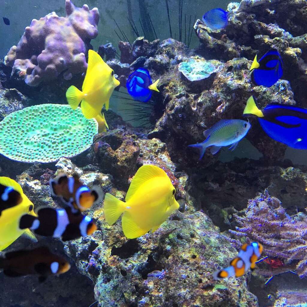 Aquariums could improve your physical and mental well-being
