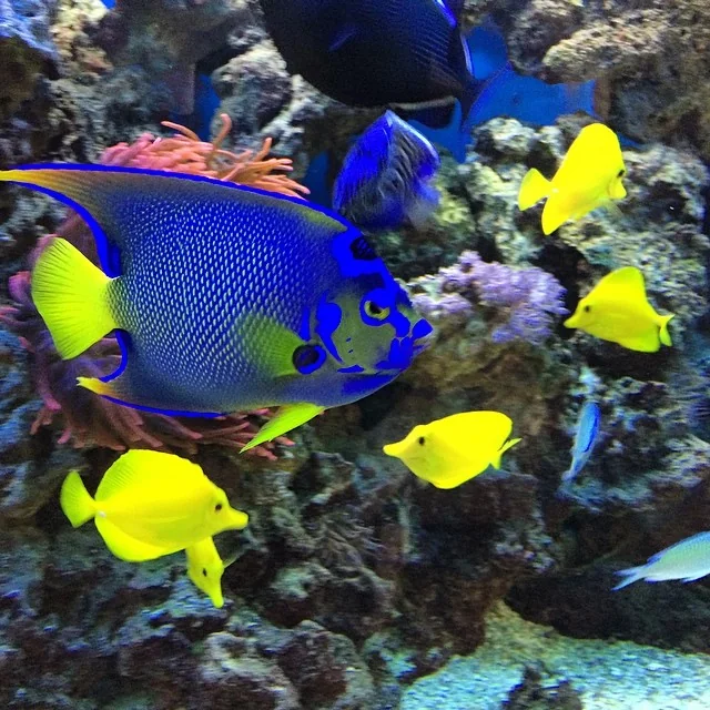 jkfishworld_colorful_aquarium
