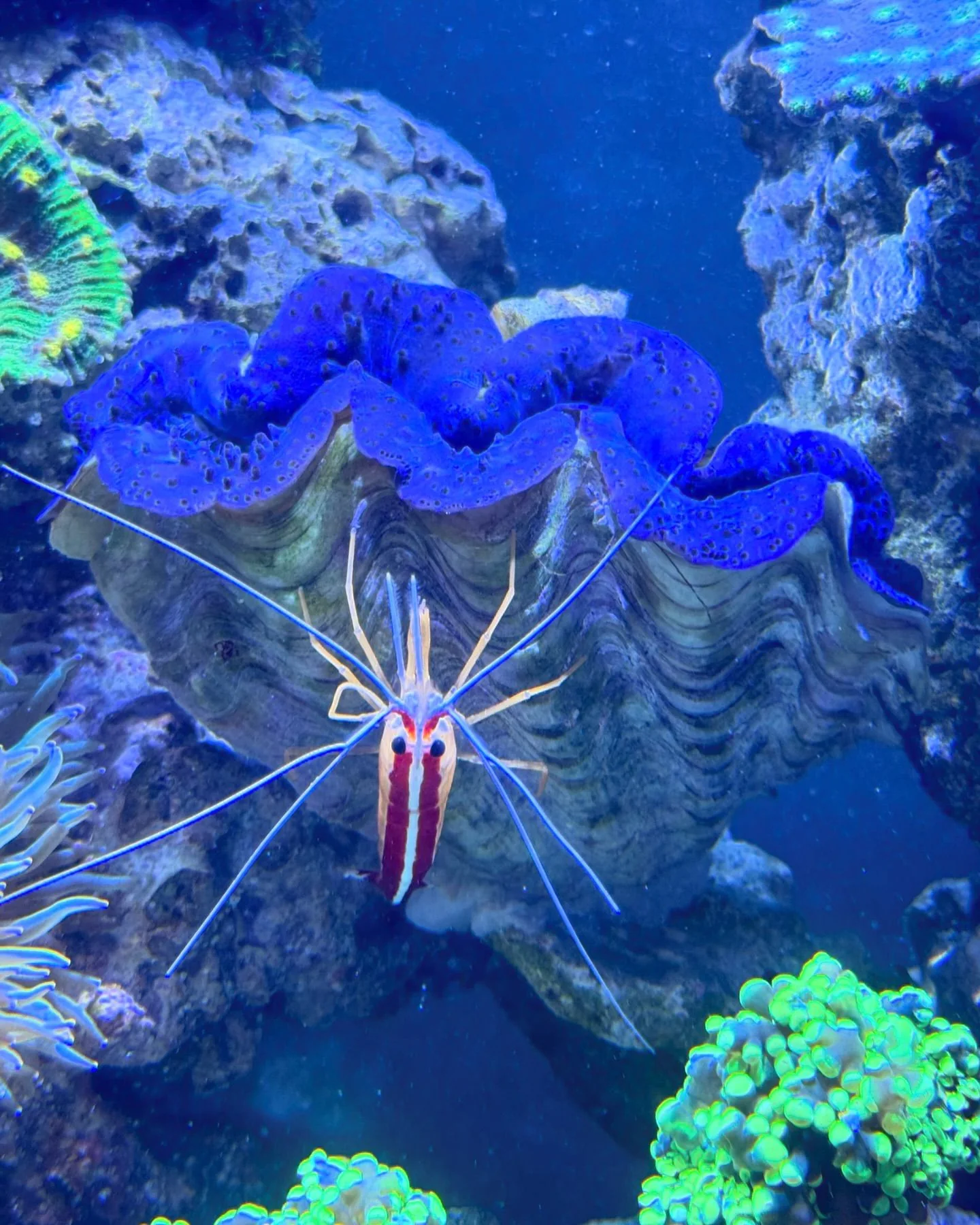 Enter the JKFish World Contest!