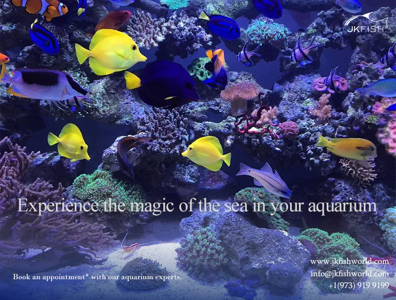 Experience the magic of the sea in your aquarium
