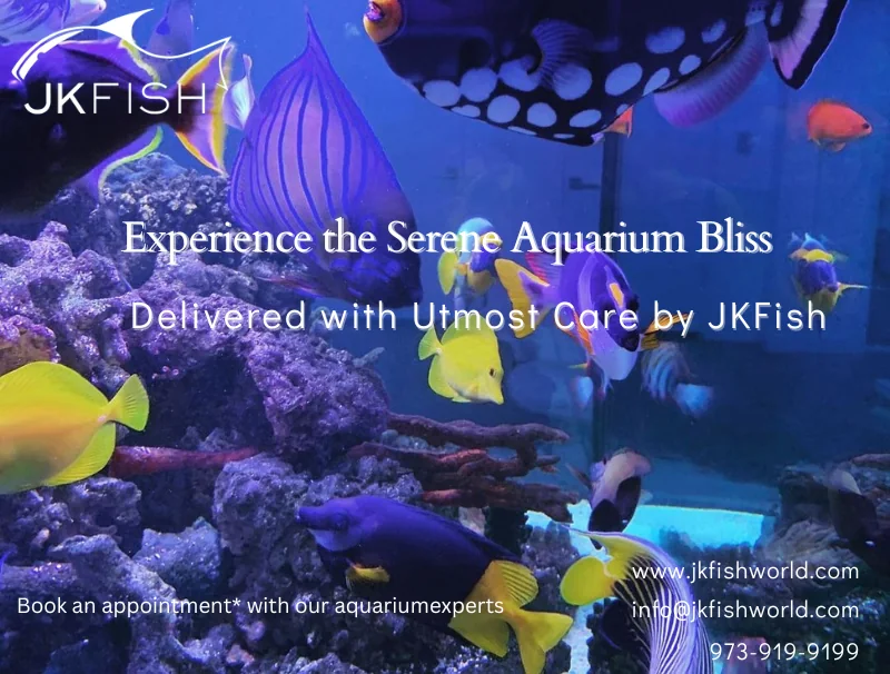 Experience the Serene Aquarium Bliss
