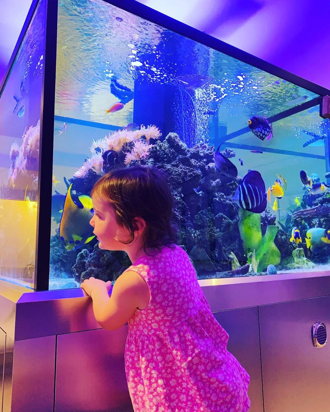 Freshwater Aquarium Setups and Care