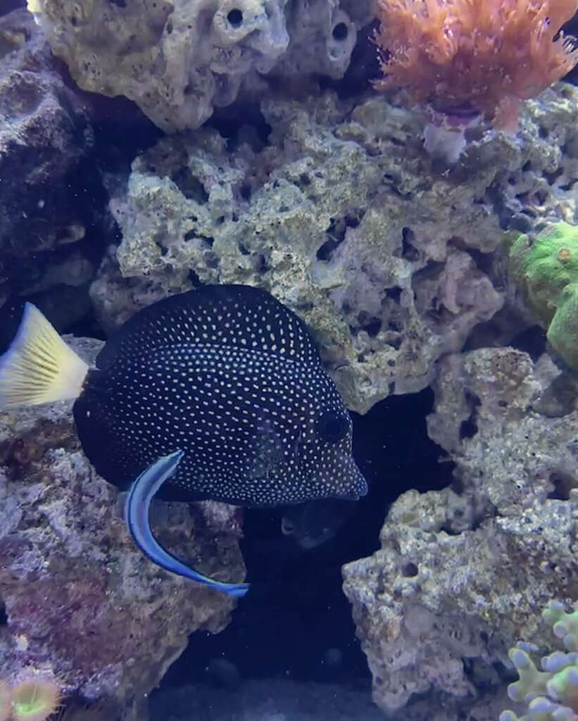 Gem Tang Jewels Of The Deep by JK-Fish