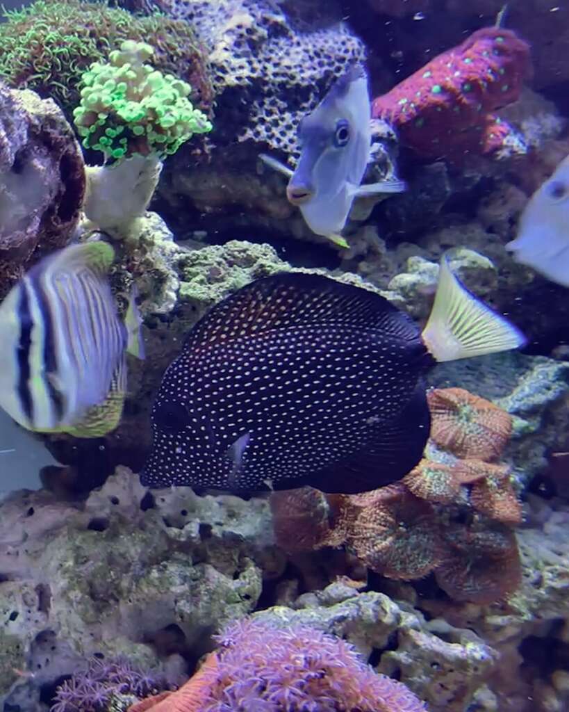 Gem Tang Jewels Of The Deep by JK-Fish
