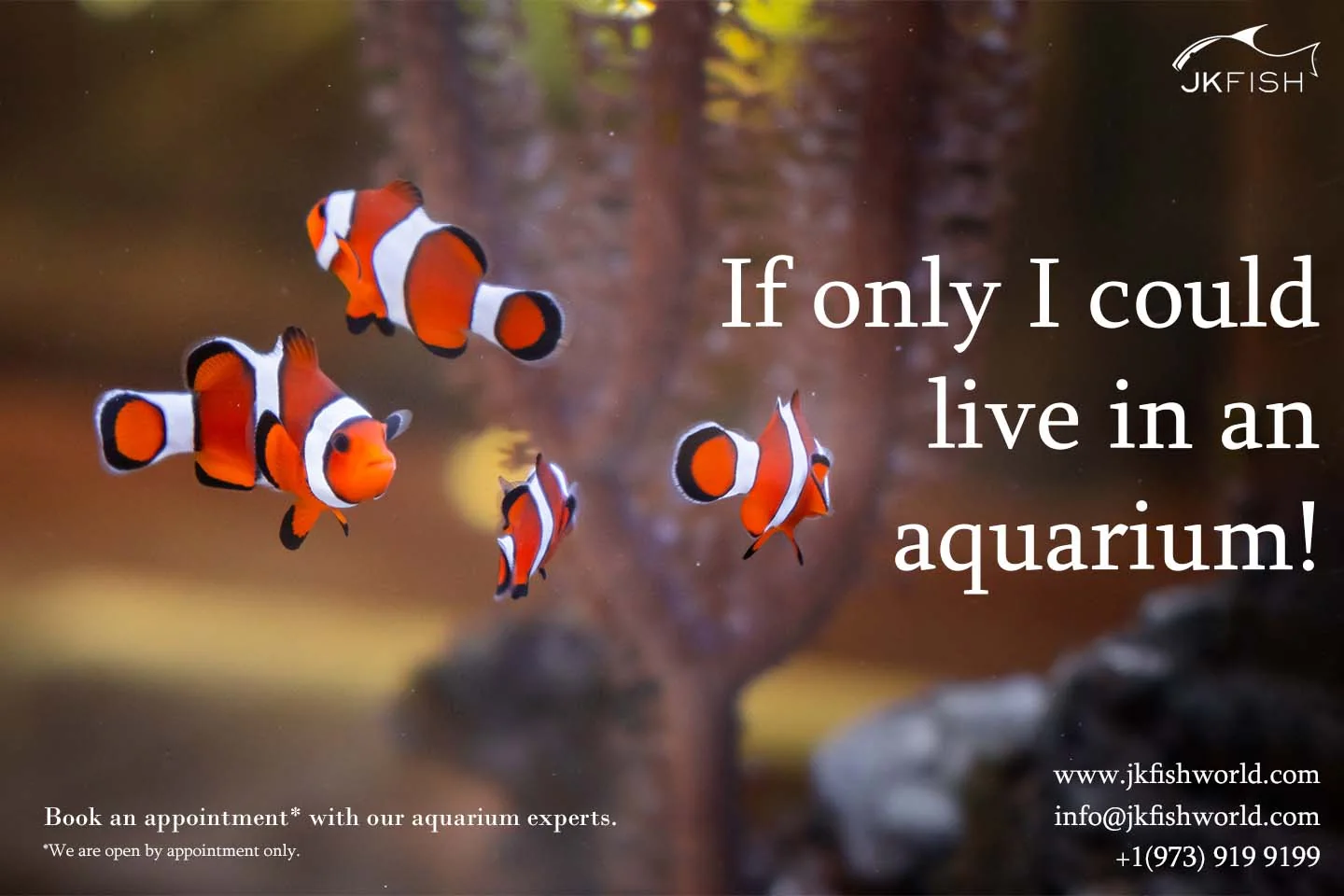 If only I could live in an aquarium!
