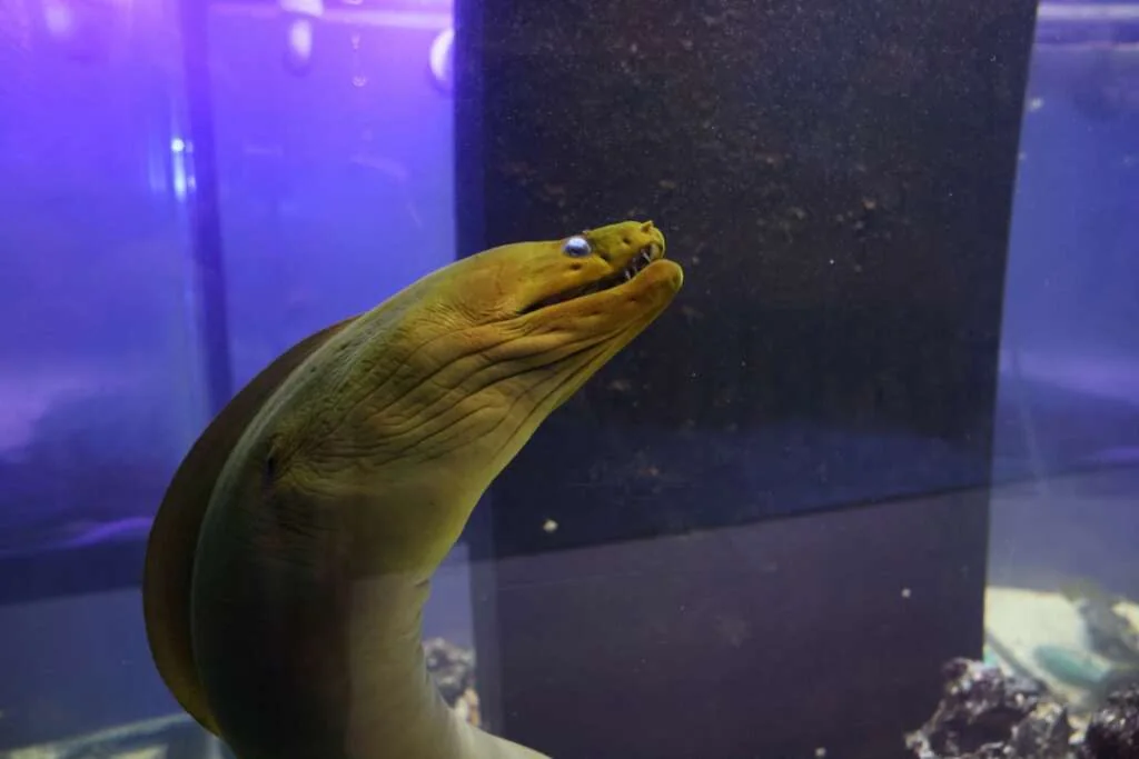 Moray Eel by JK-Fish