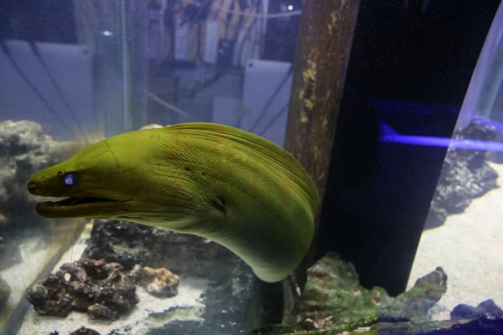 Moray Eel by JK-Fish