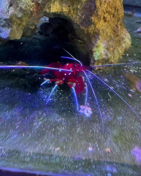Shrimp Make A Great Addition To Any Tank by JK-Fish