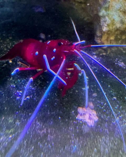Shrimp Make A Great Addition To Any Tank by JK-Fish