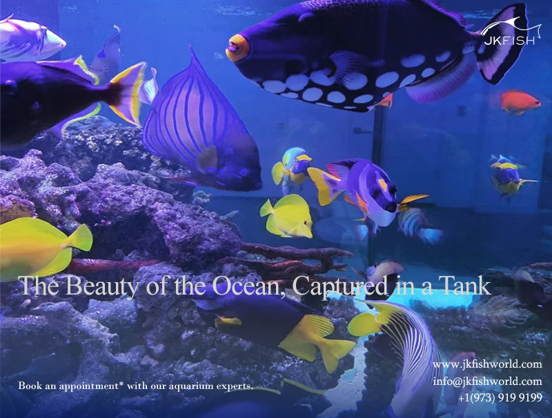 The beauty of the ocean, captured in a tank