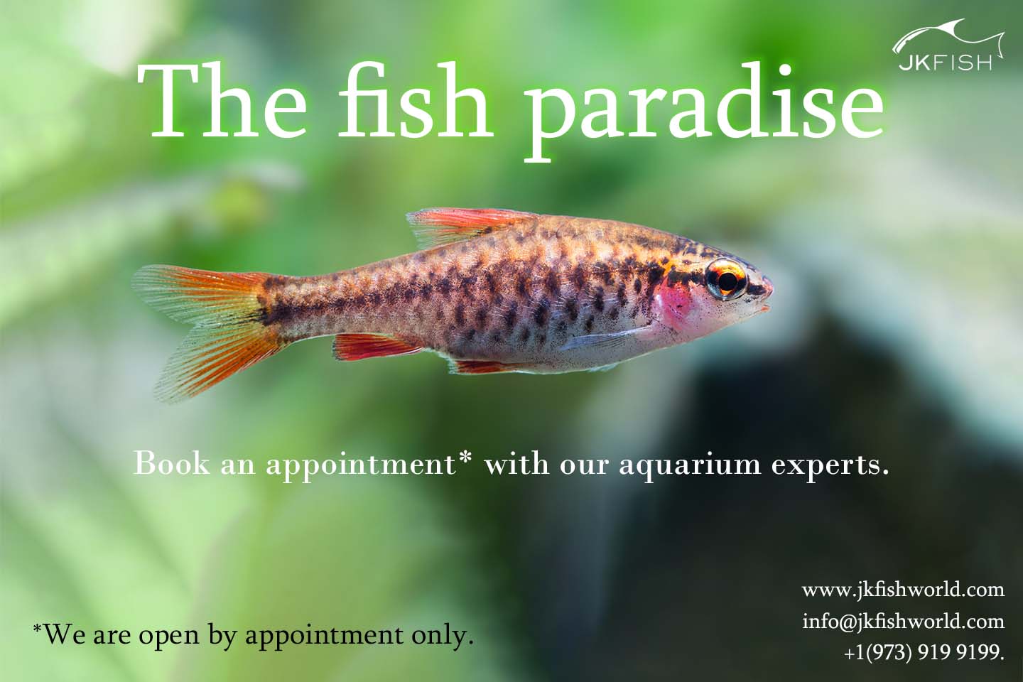 The fish paradise