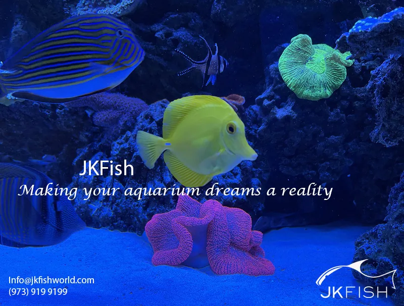 Luxury and Custom-Designed Aquariums