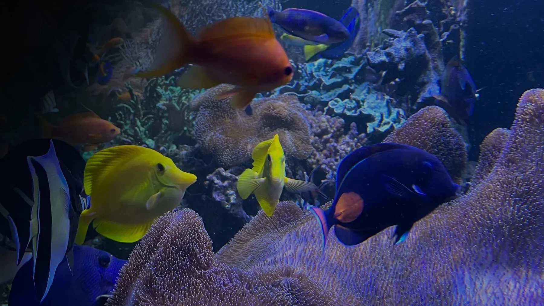JK Fish World gallery