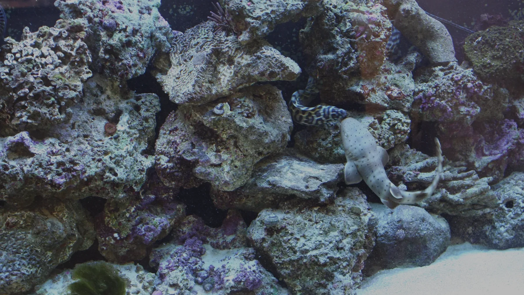 500 Gallon 10' Shark Tank