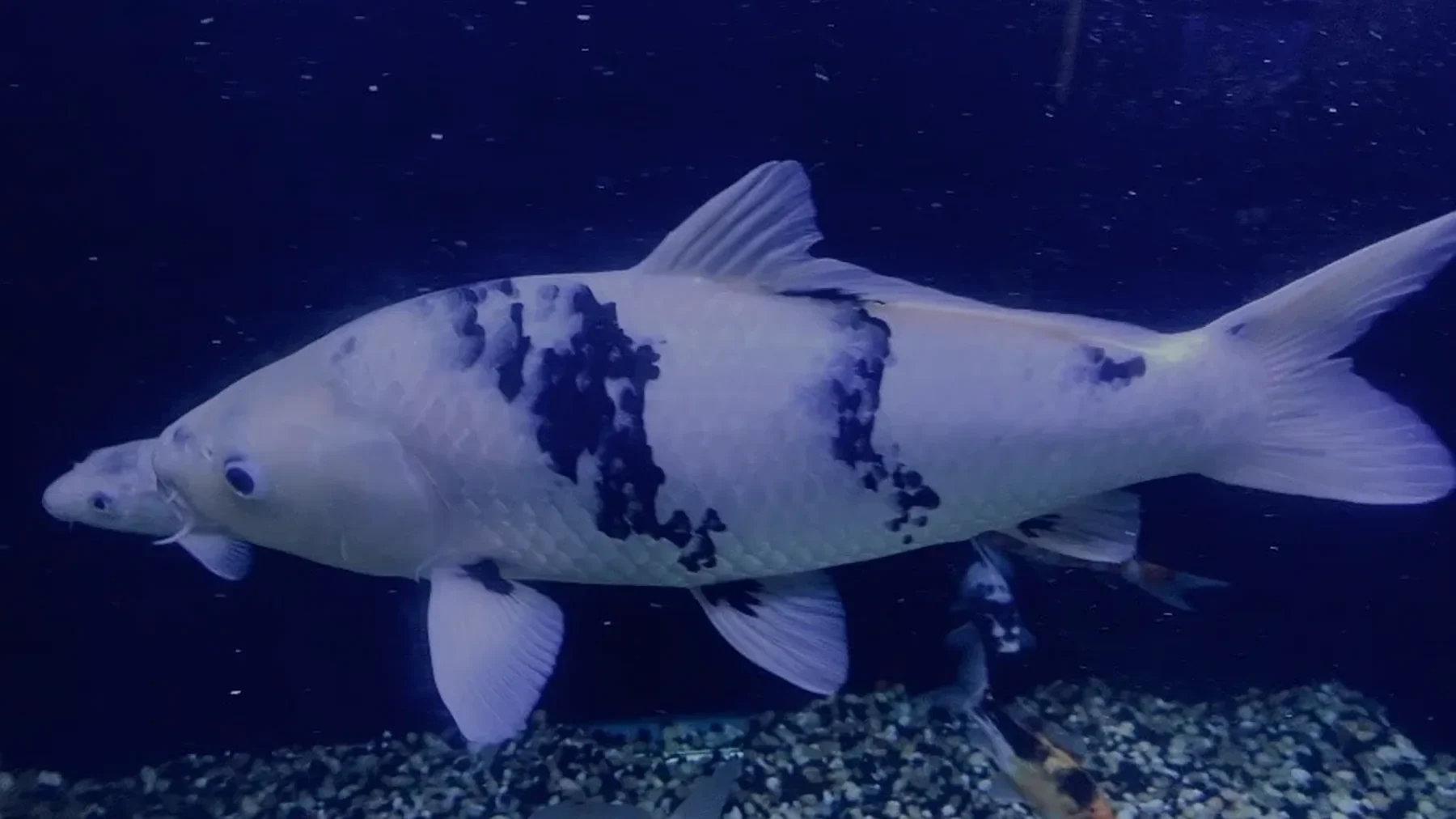 Japanese Koi