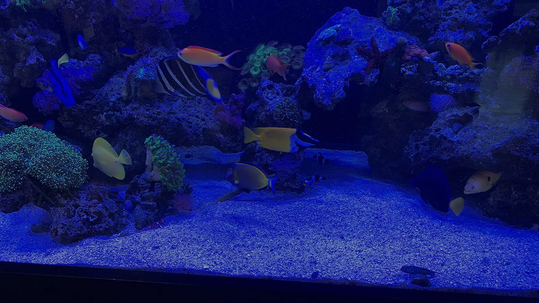 Aquarium Projects