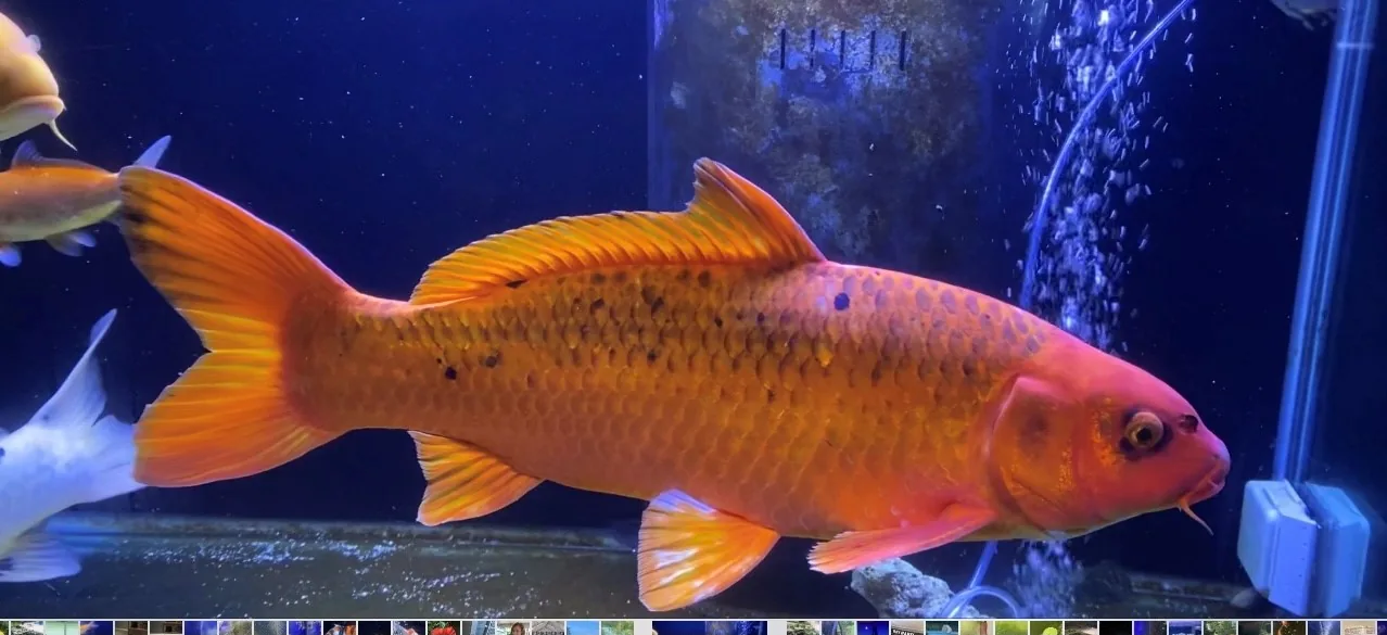 Japanese Koi Story Through Pictures