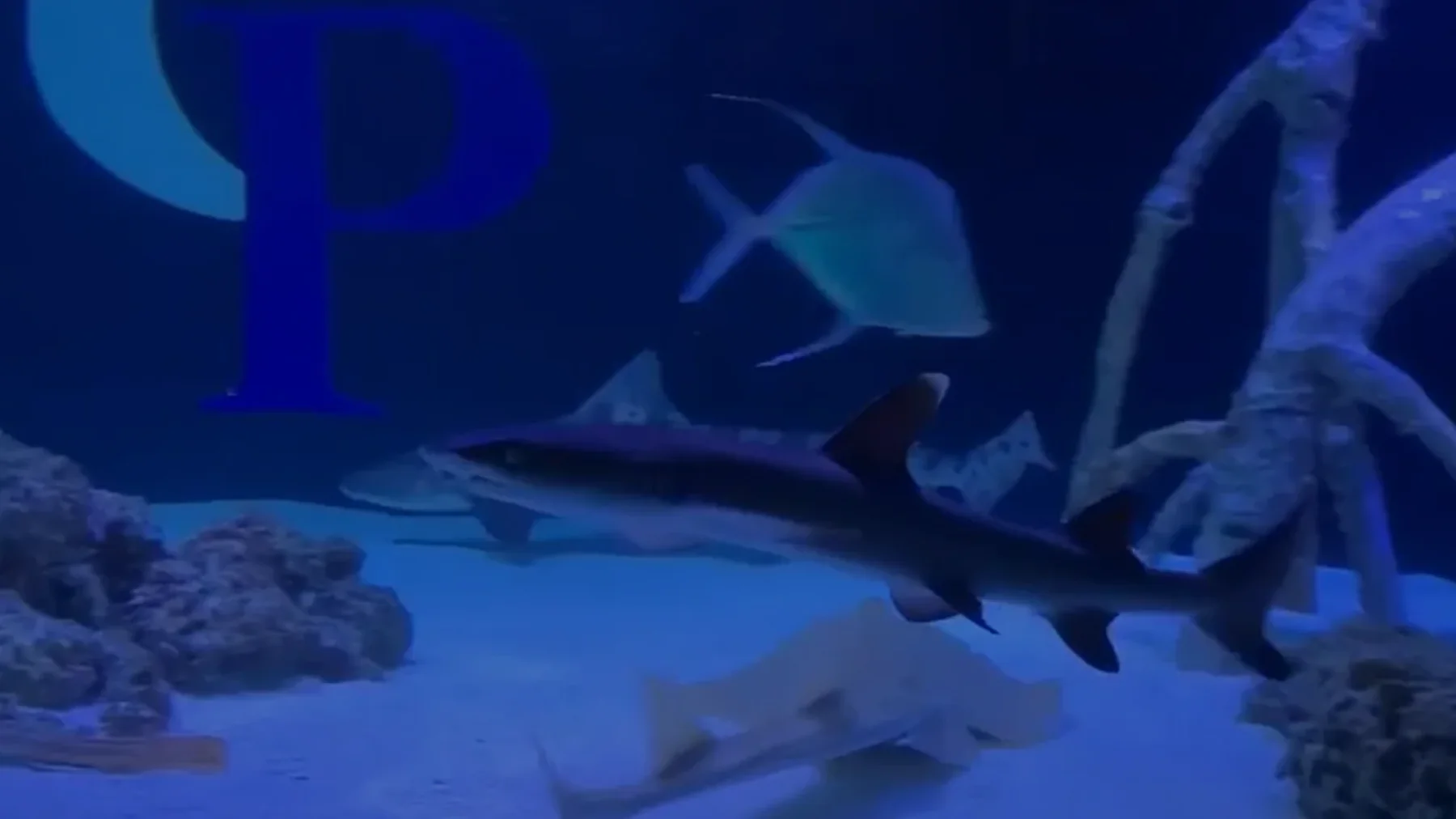 Video gallery aquarium preview