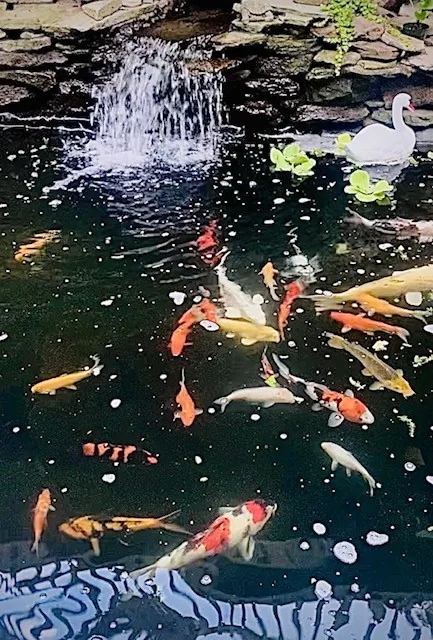 Japanese Koi Nishikigoi at JKFish