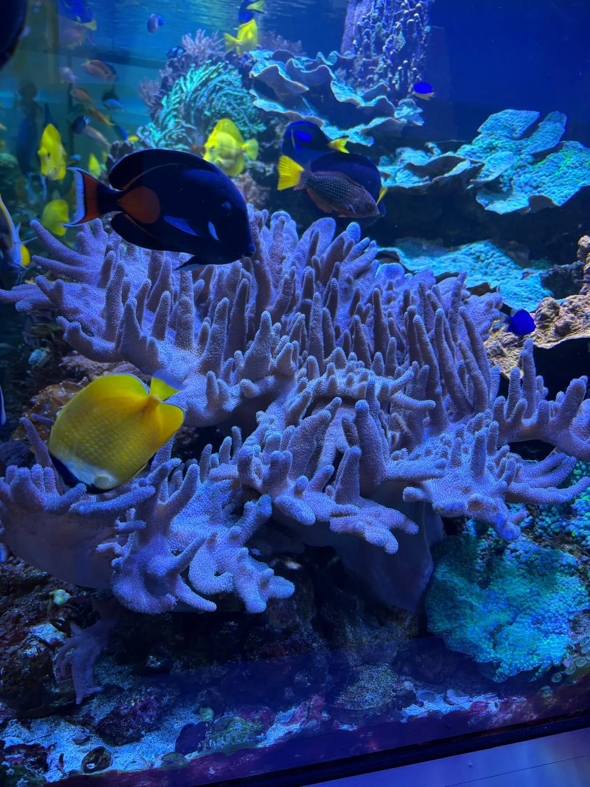 1200 Gallon Reef Florham Park NJ