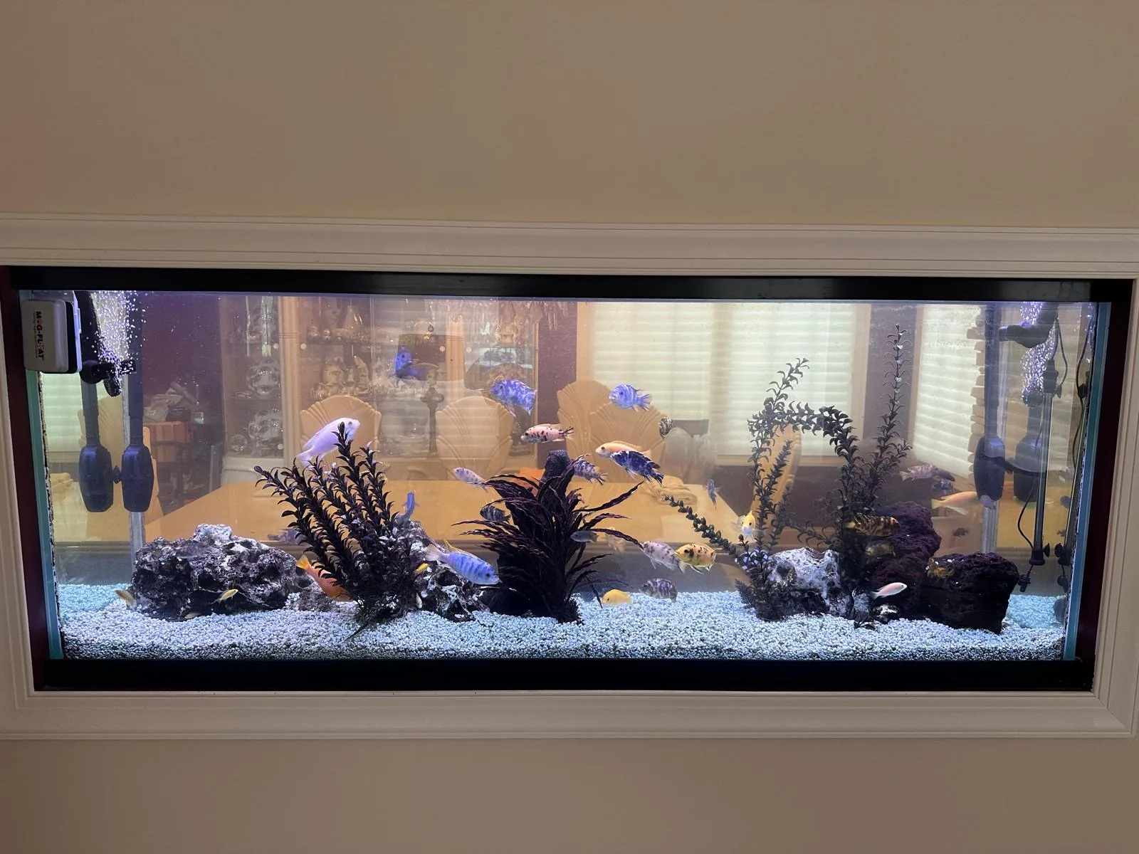 150 Gallon Freshwater Cichlid Morris Plains NJ