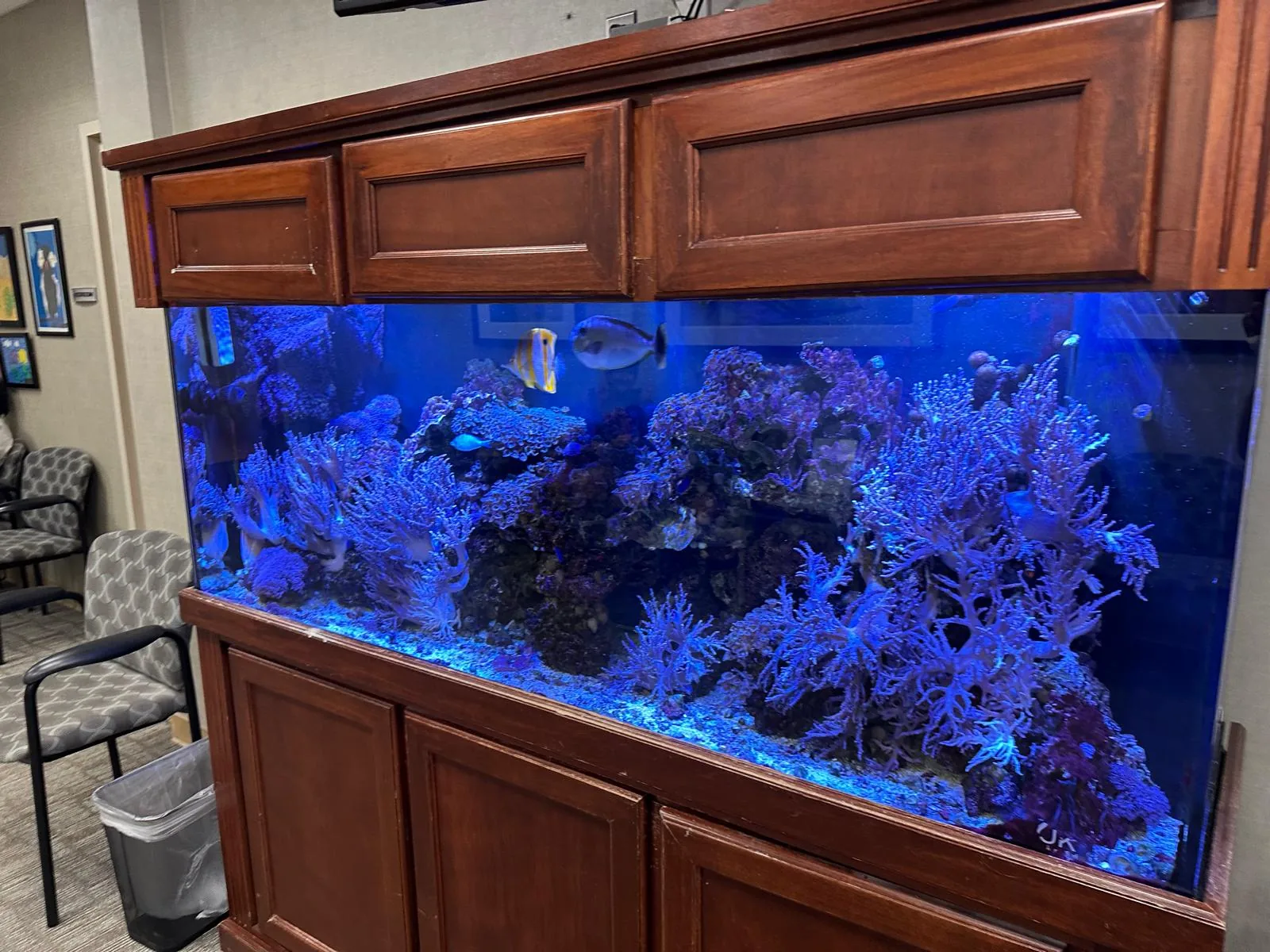 150 Gallon Reef Chatham NJ
