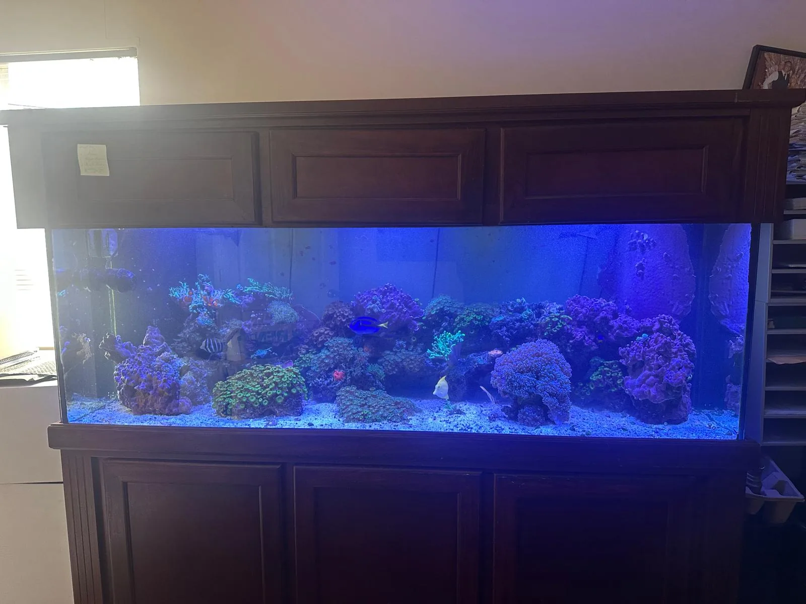 180 Gallon Reef Roseland NJ