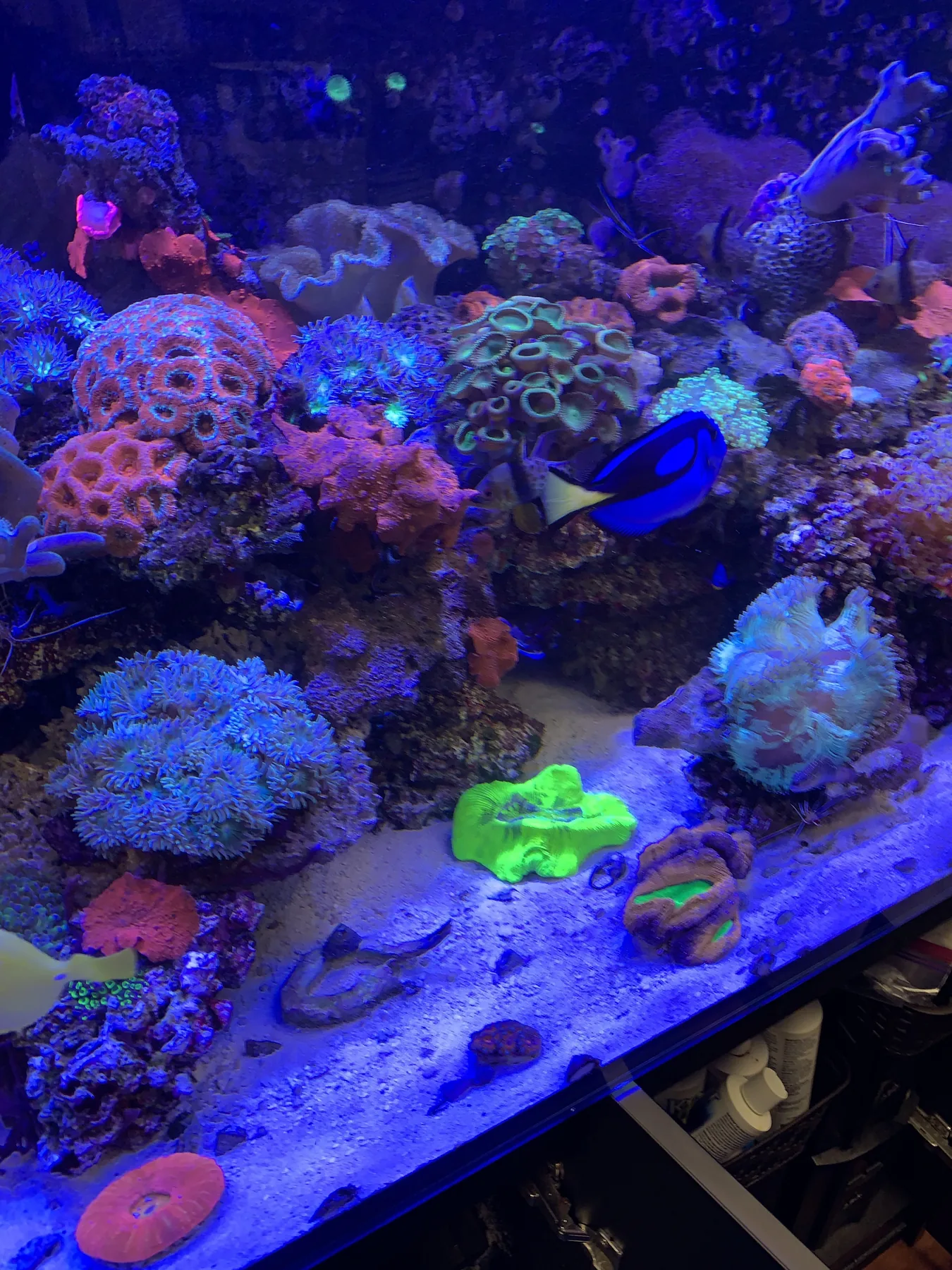200 Gallon Hoboken Reef