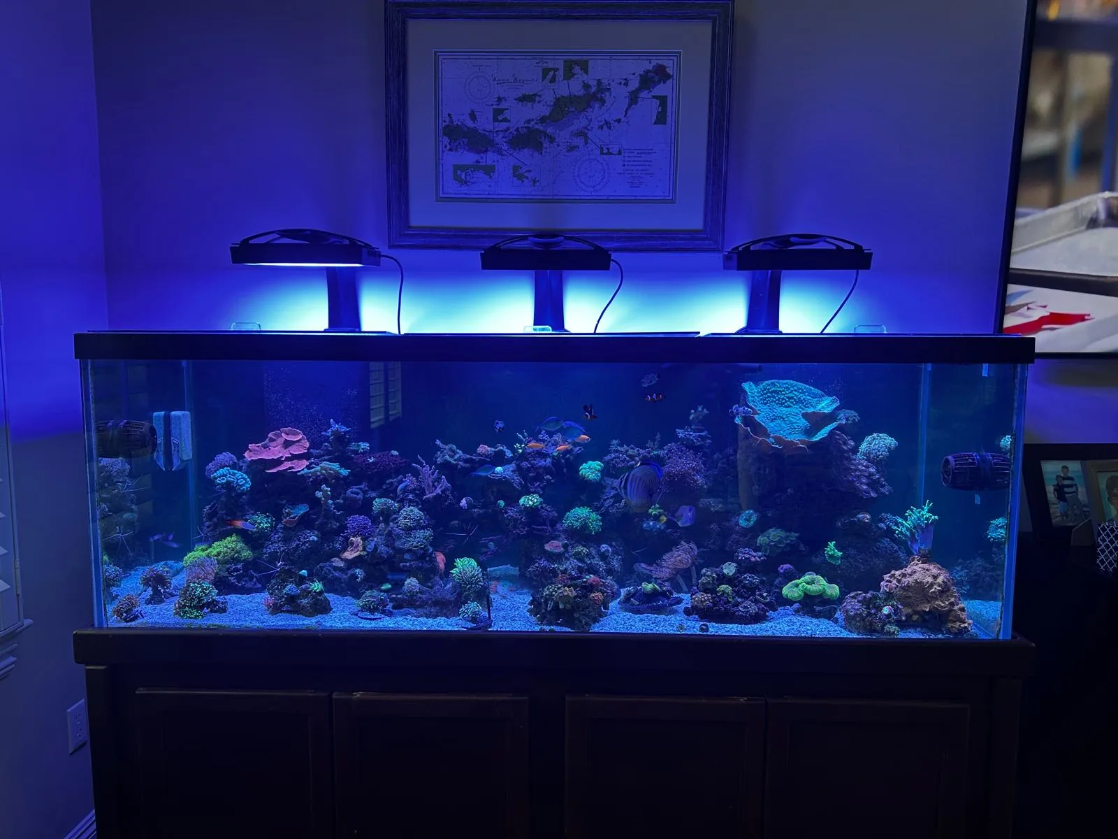 200 Gallon Reef Cedar Knolls NJ