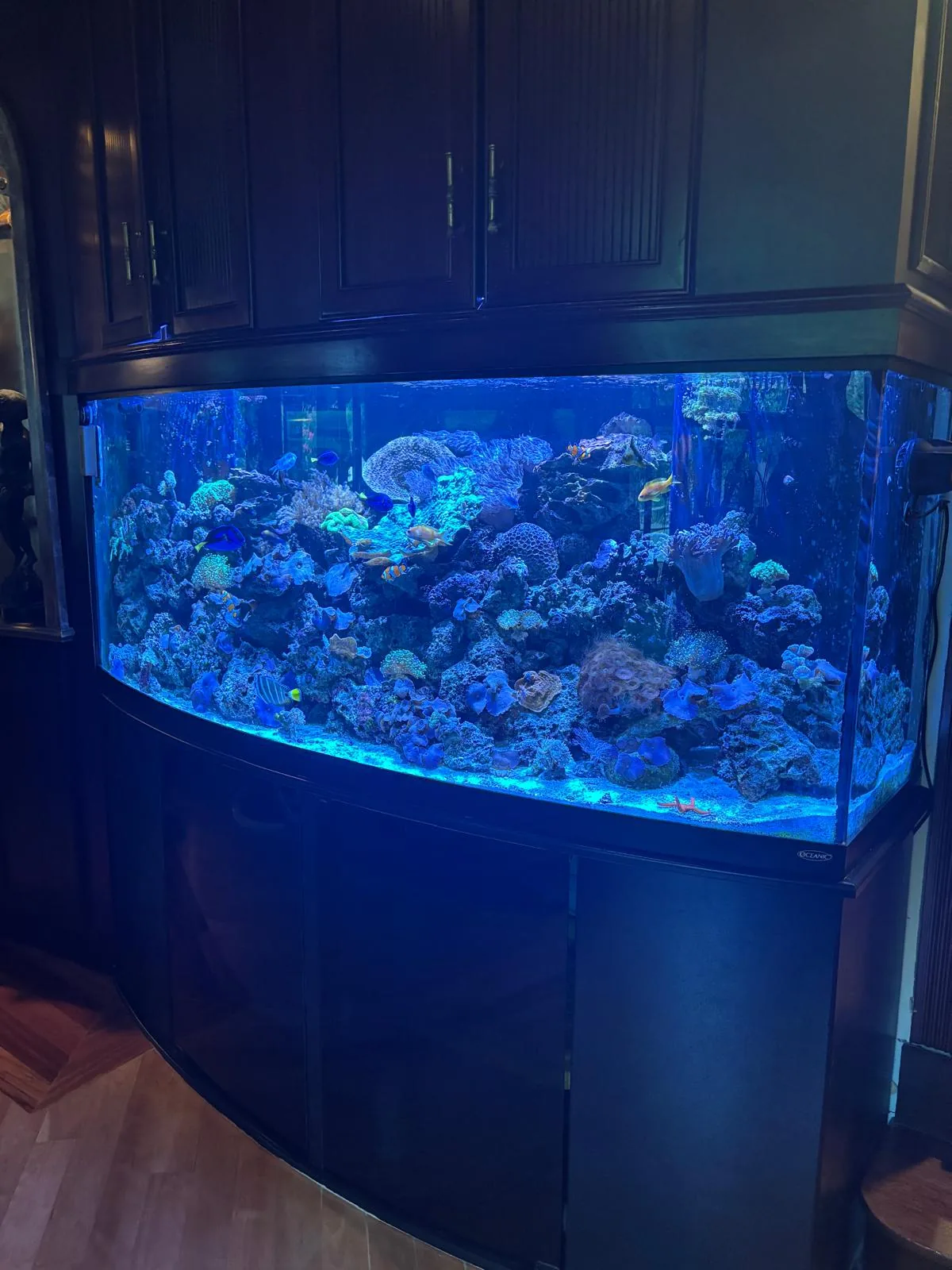 200 Gallon Reef Holmdel NJ