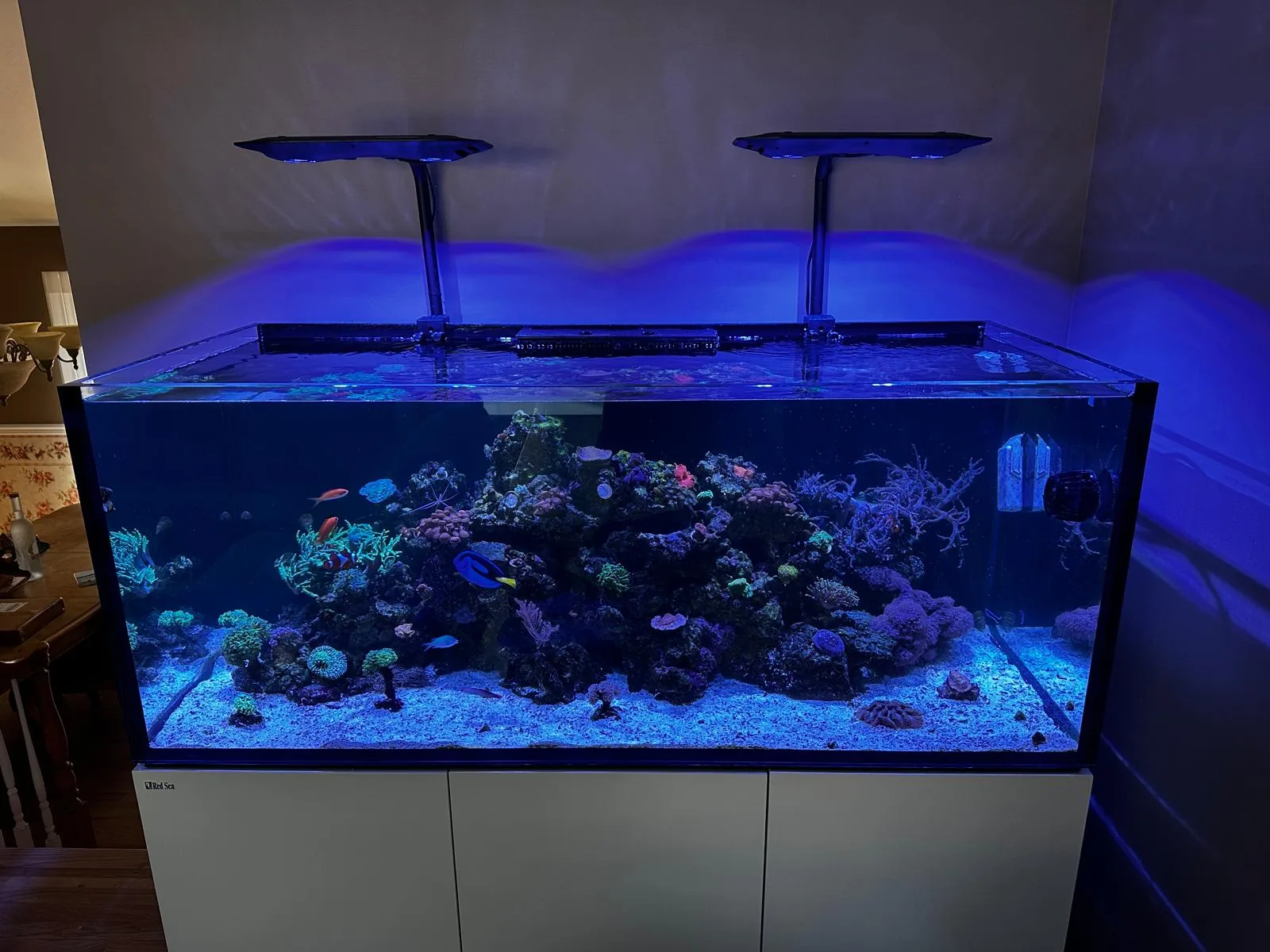 200 Gallon Reef Parsippany NJ