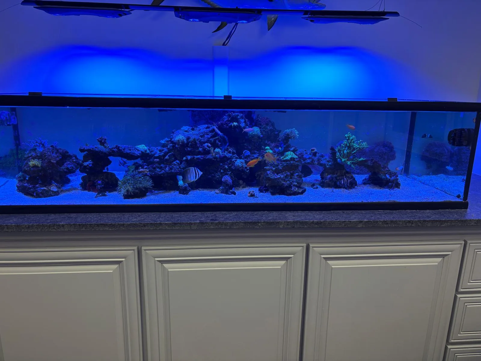 200 Gallon Reef Roseland NJ