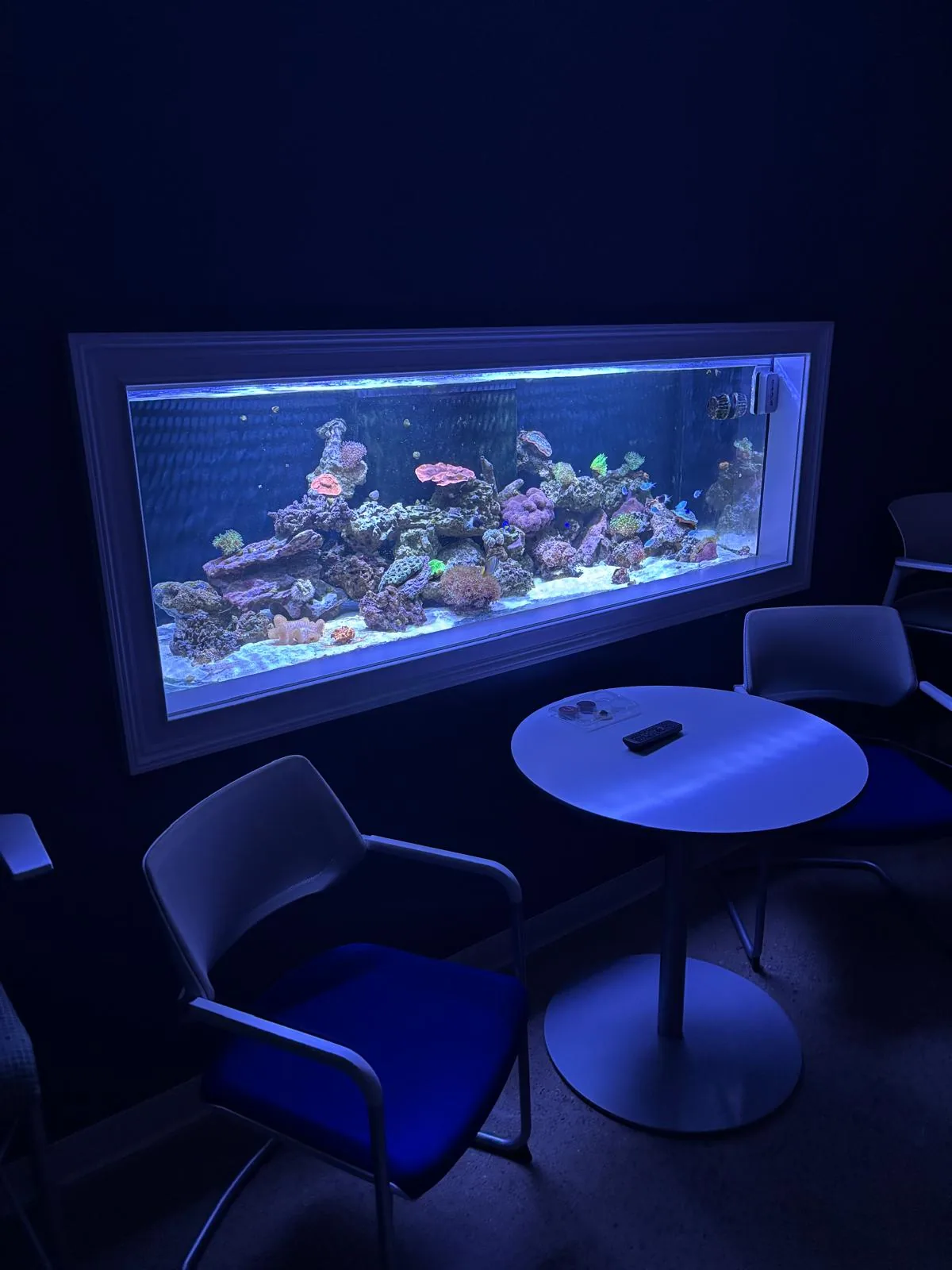 240 Gallon Reef Short Hills NJ