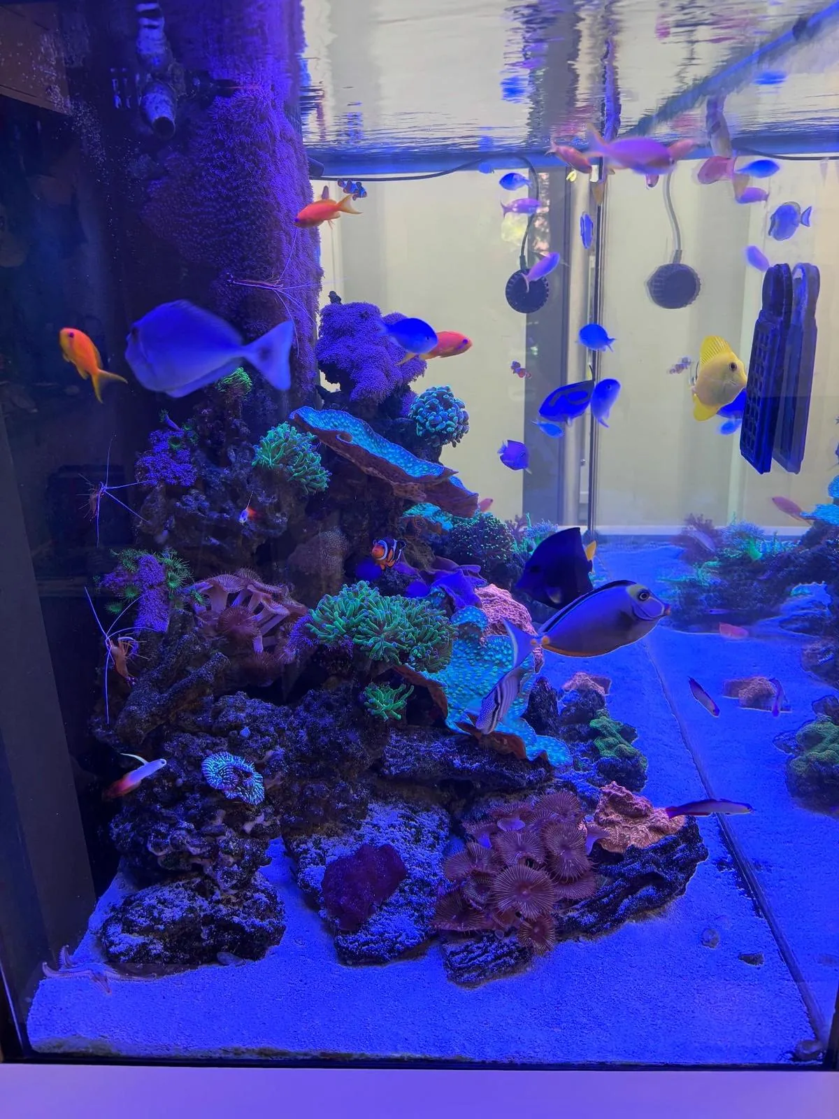 250 Gallon Reef Livingston NJ