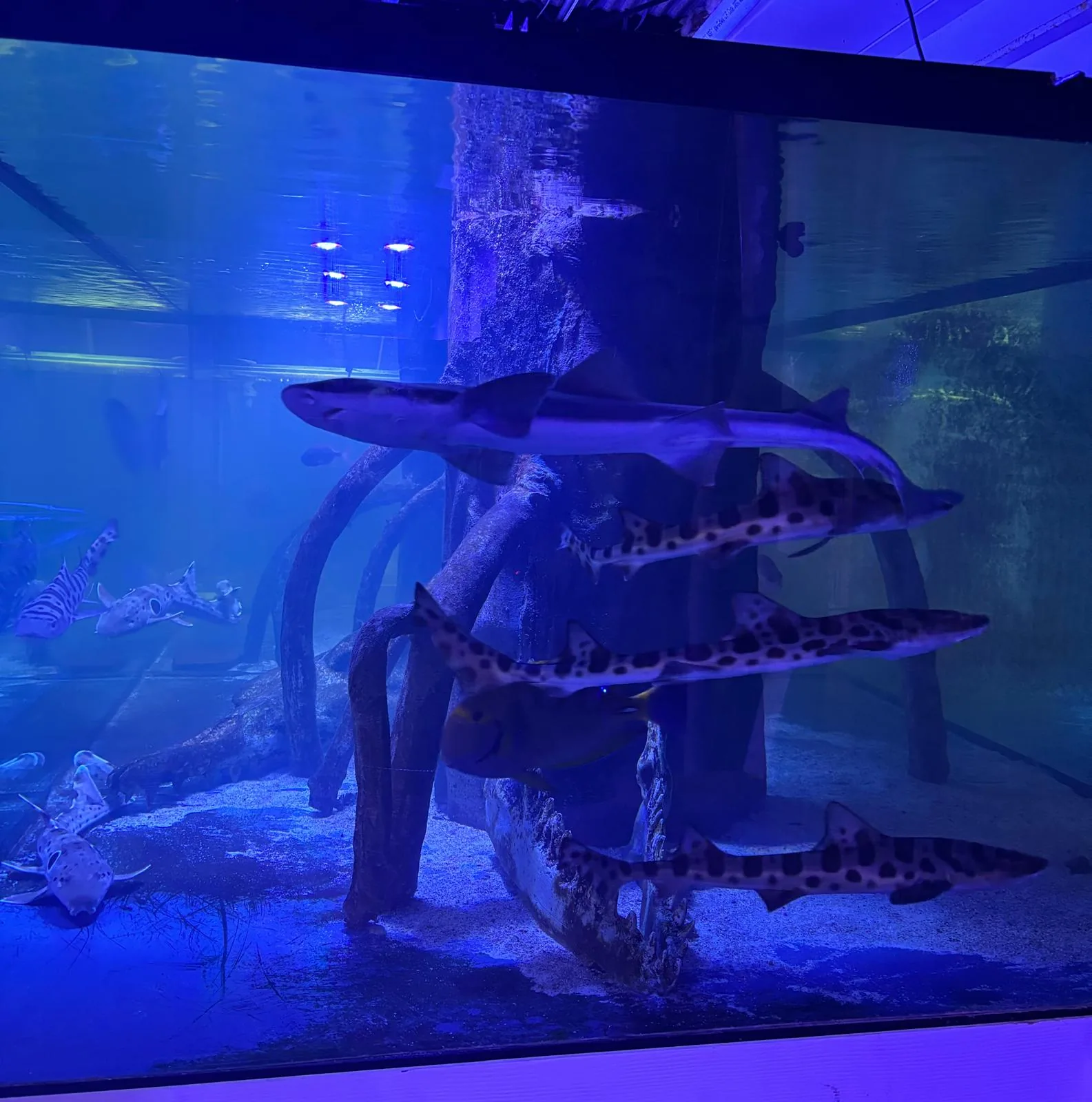 2500 Gallon Shark Aquarium JKFish World Randolph NJ