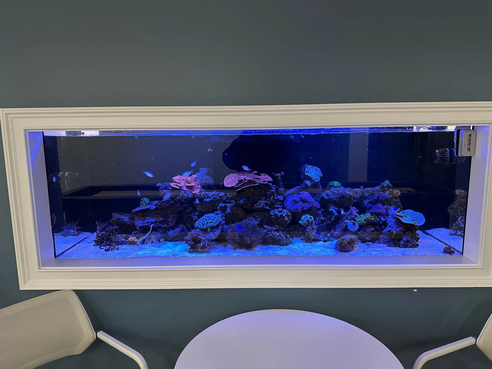 260 Gallon Reef Short Hills NJ