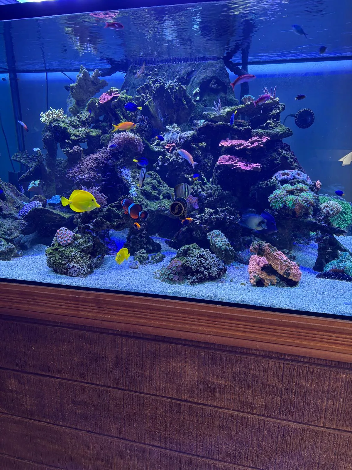 400 Gallon Reef Newton NJ