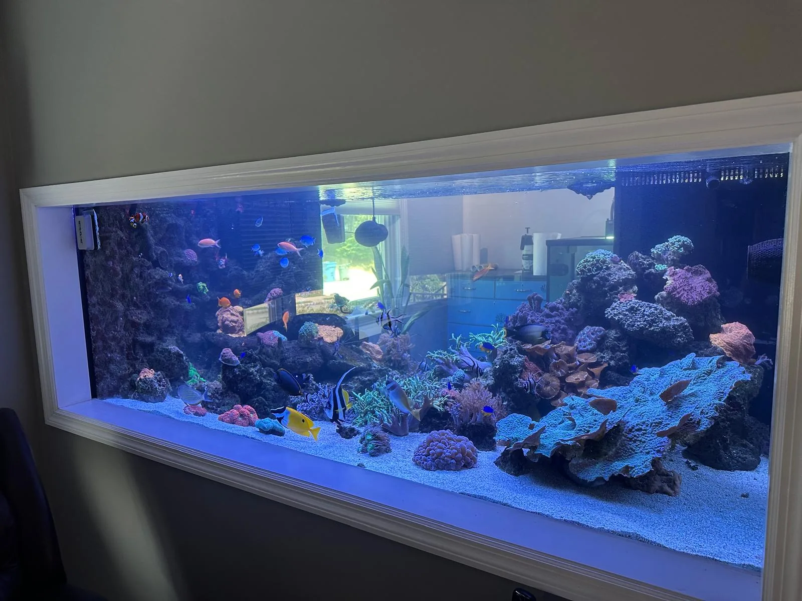 600 Gallon Reef South Bound Brook NJ