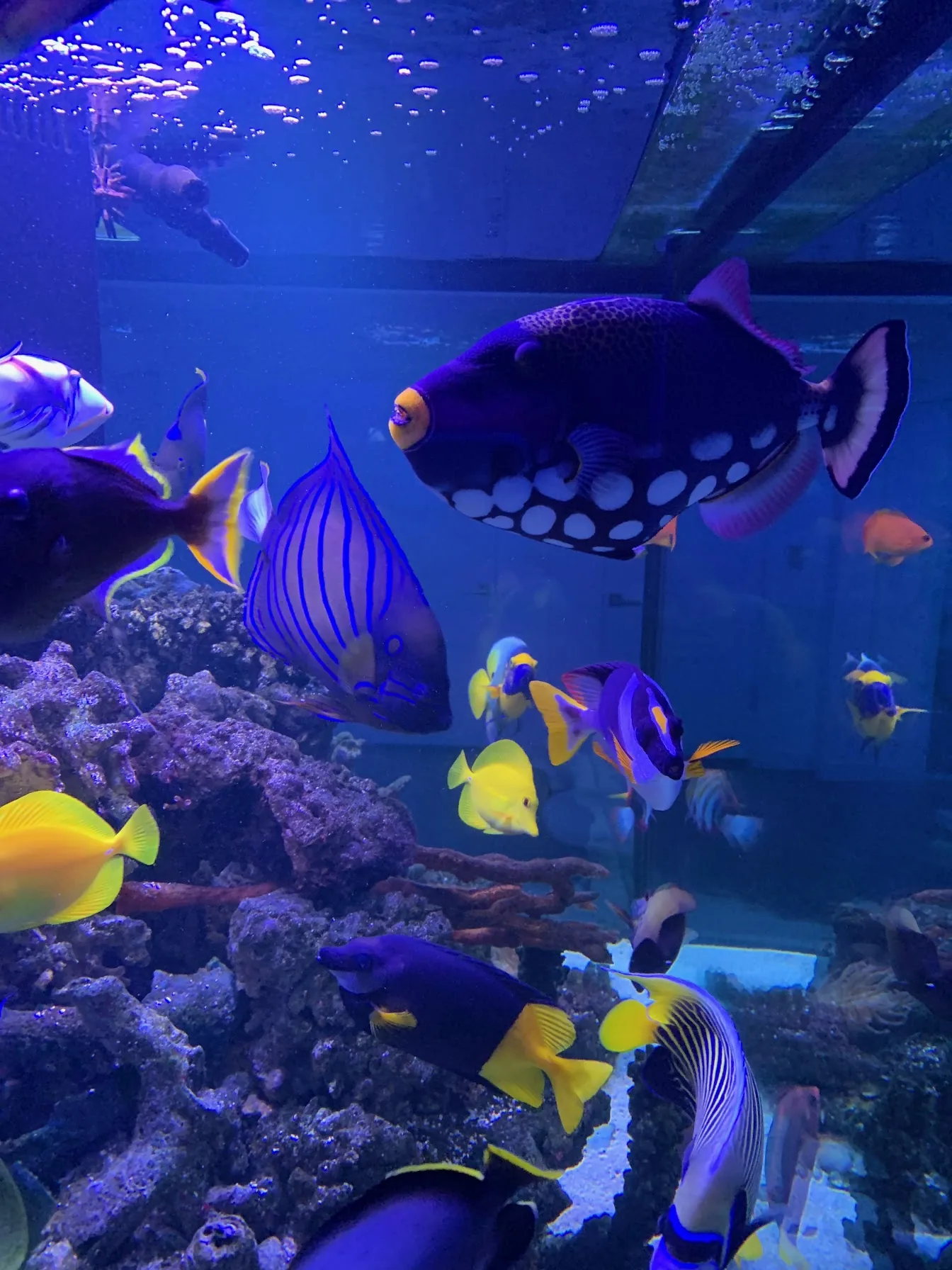 800 Gallon Predator Cube